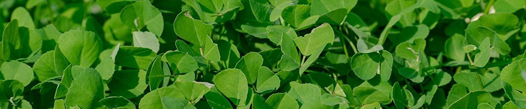 Fenugreek