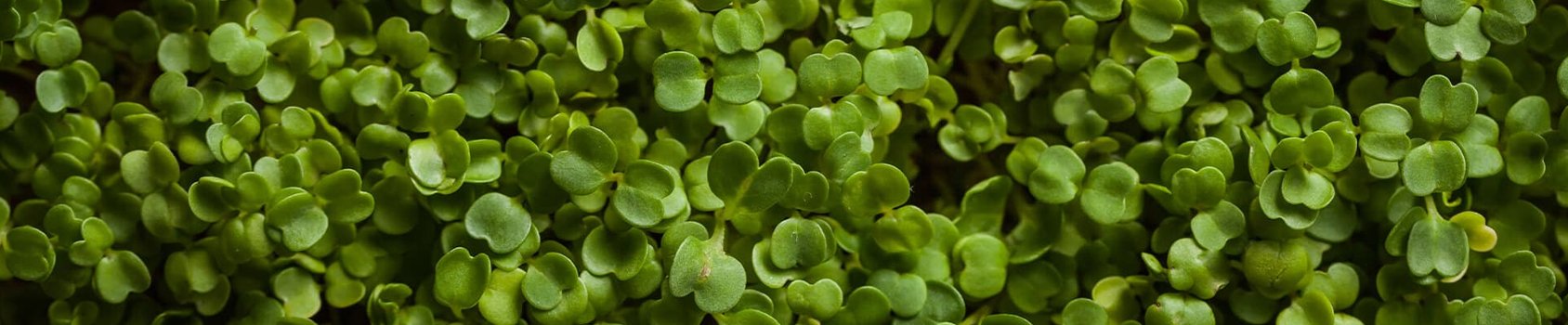 Microgreen seeds