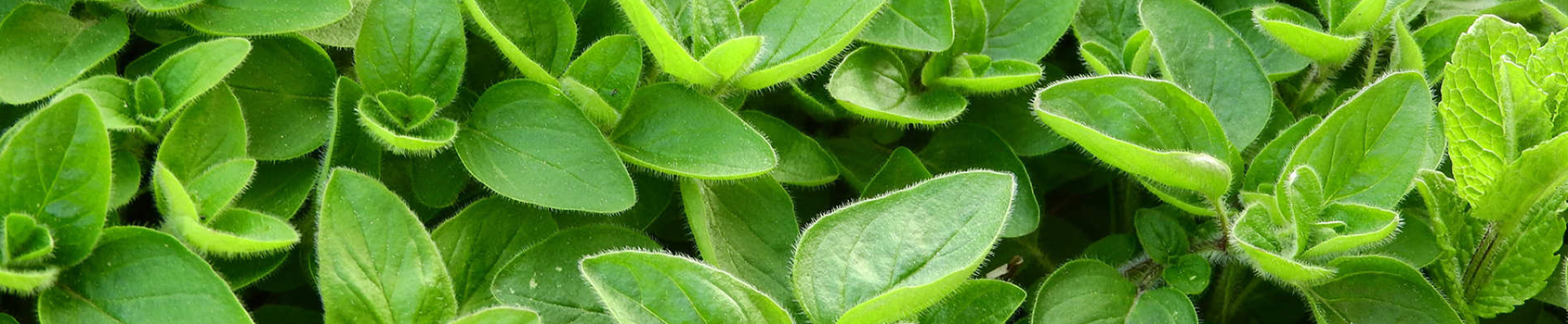 Oregano