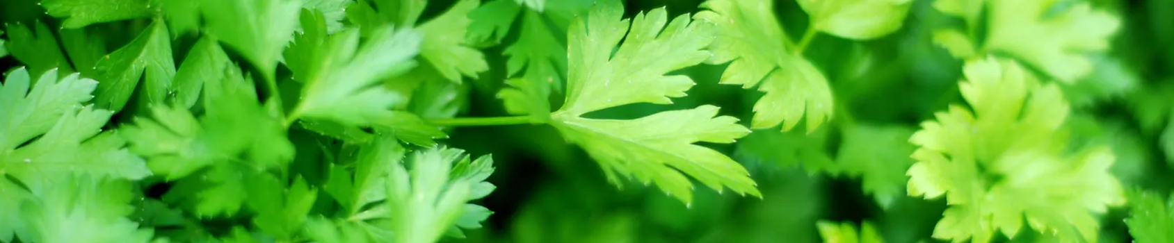 Parsley