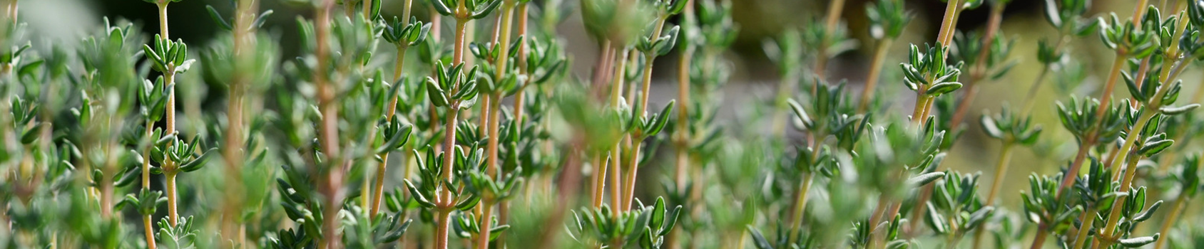 Thyme