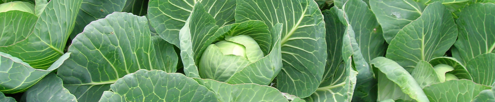 Cabbage