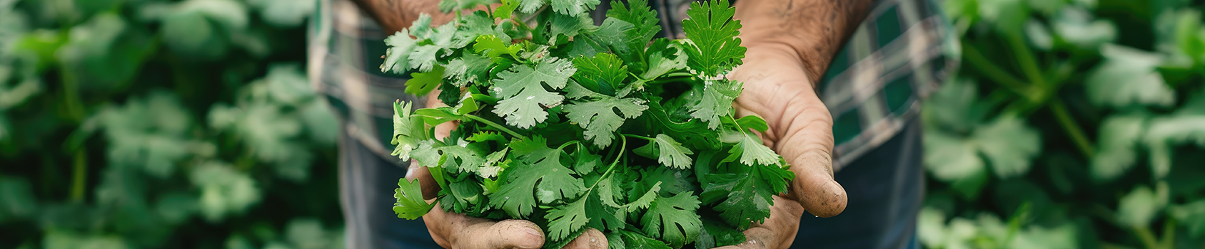 Coriander