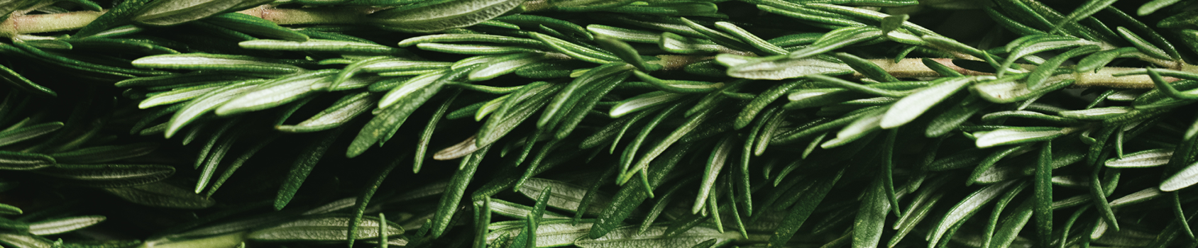 Rosemary