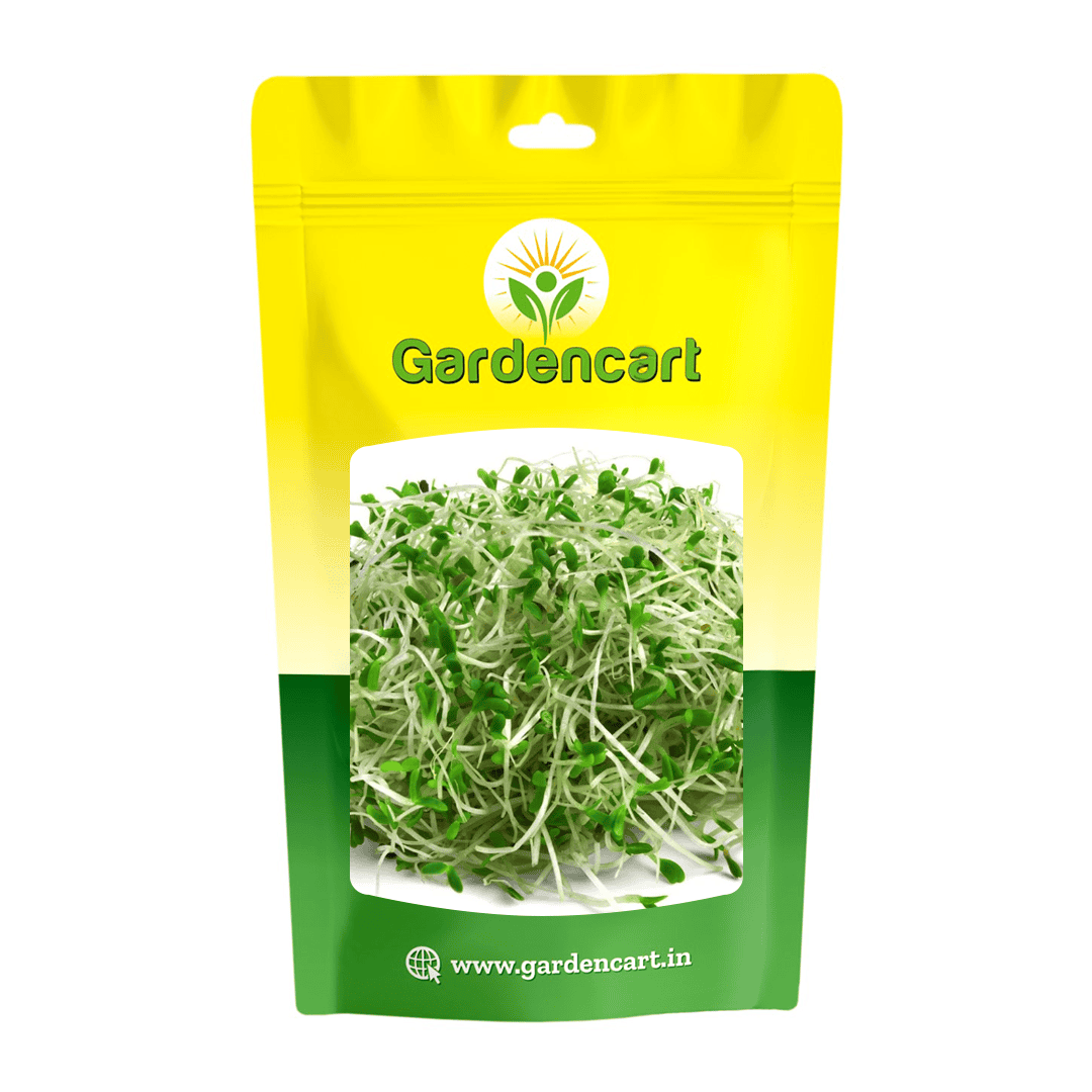 Alfalfa microgreens