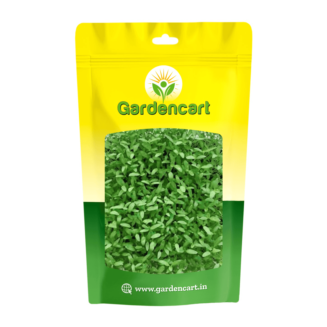 Amaranthus Green microgreens