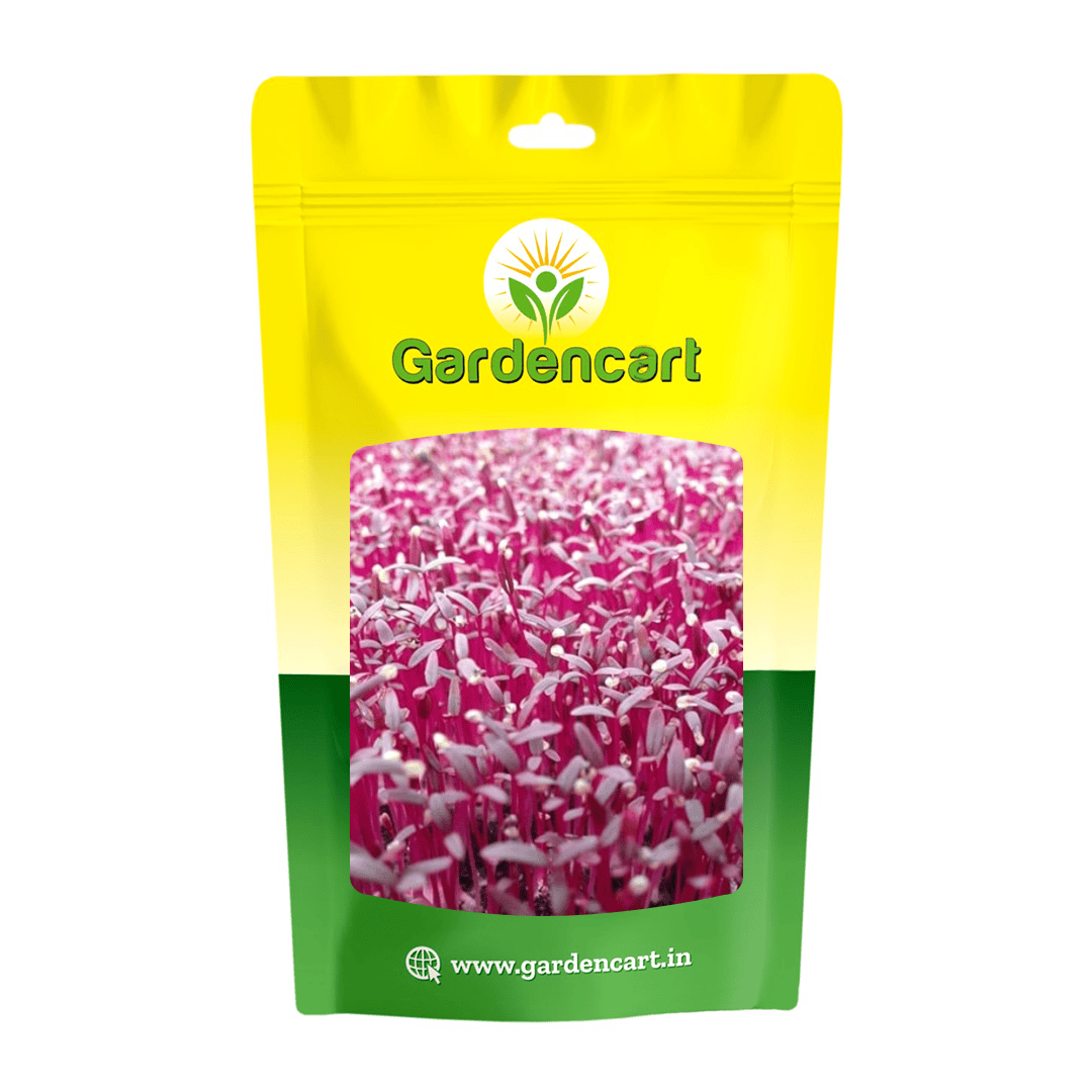 Amaranthus Red microgreens