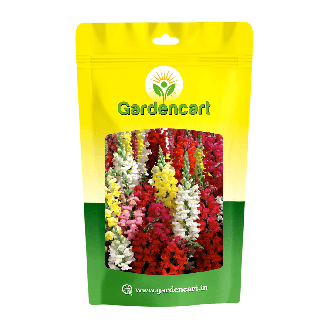 Antirrhinum (Snap Dragon Mix) Seeds
