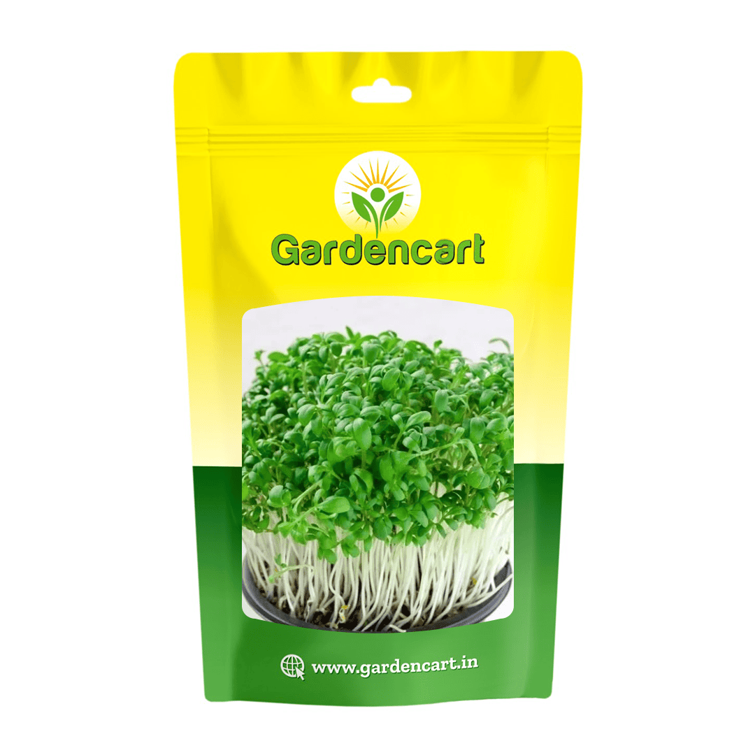 Arugula microgreens