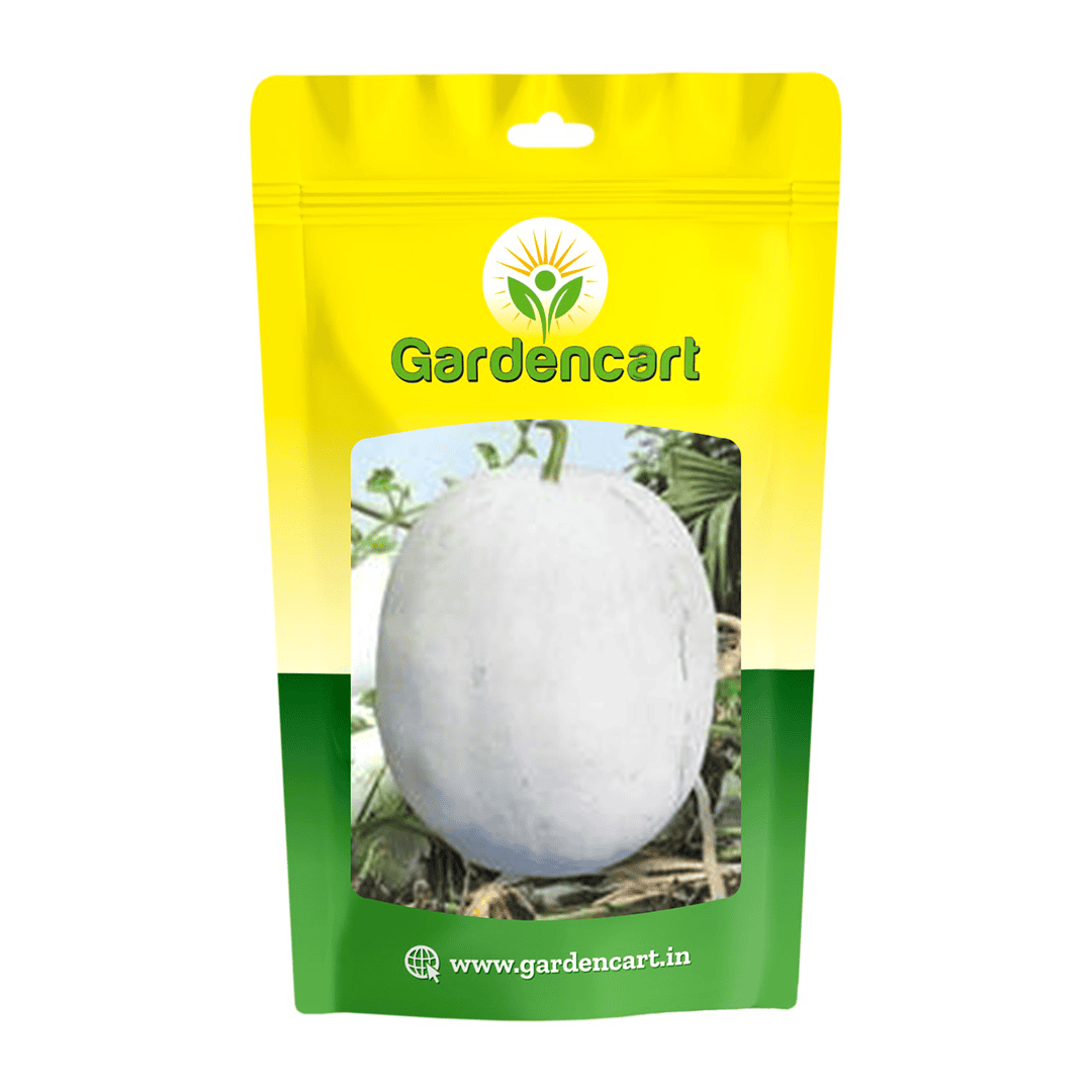 Hybrid Ashgourd Methai Petha Surya Seeds