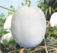 Hybrid Ashgourd Methai Petha Surya Seeds