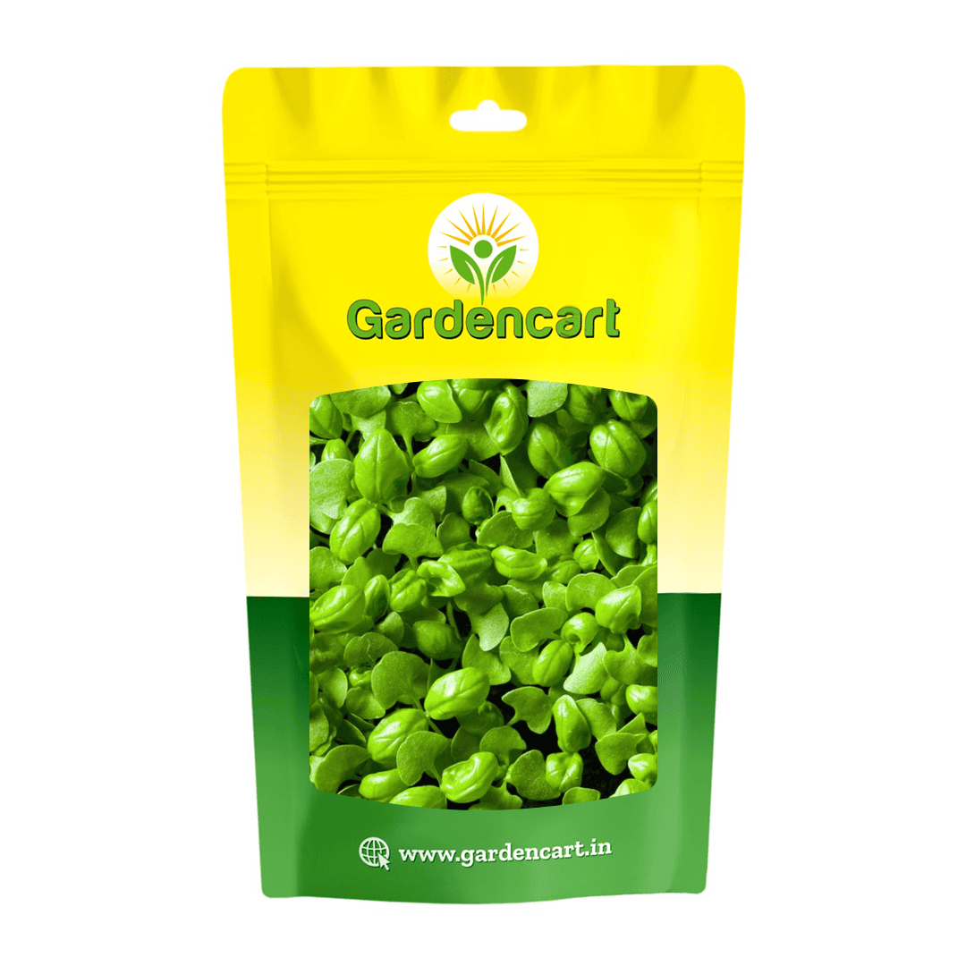 Basil Green microgreens