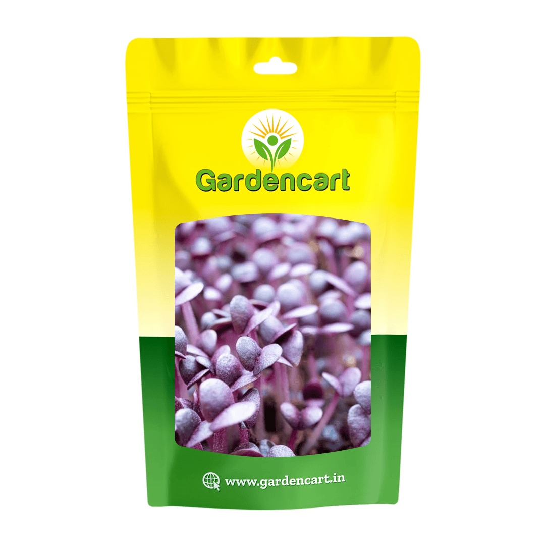 Basil Purple microgreens