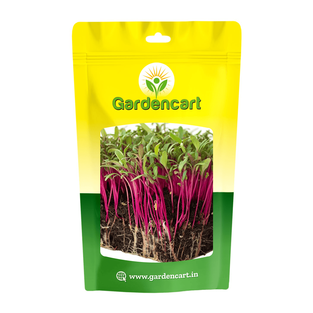 Beetroot Detroit Dark Red microgreens