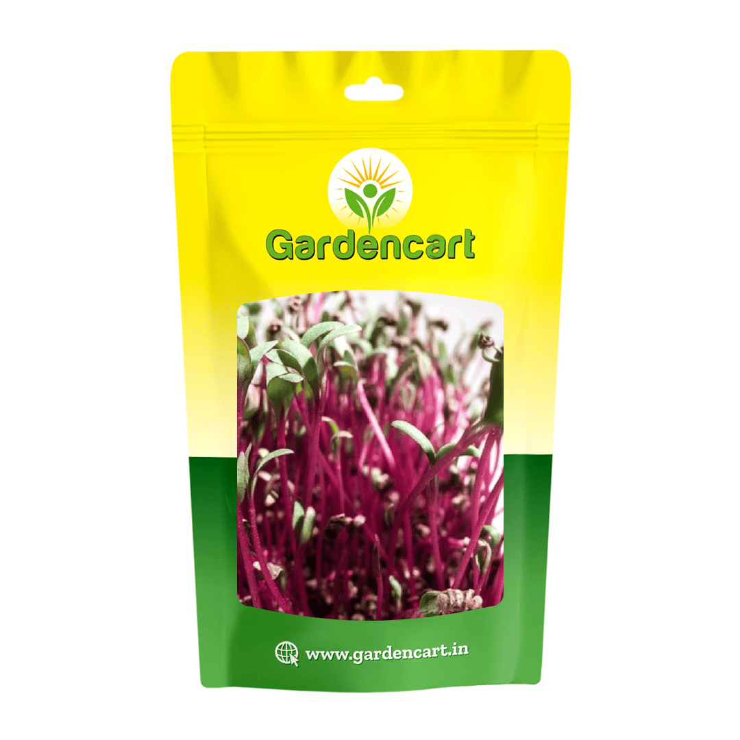 Beetroot Ruby Queen microgreens