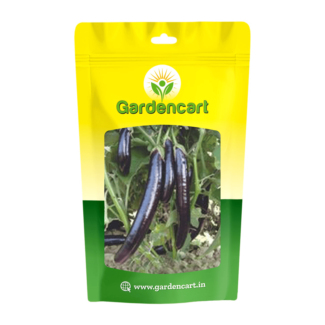 Brinjal Purple Long Seeds