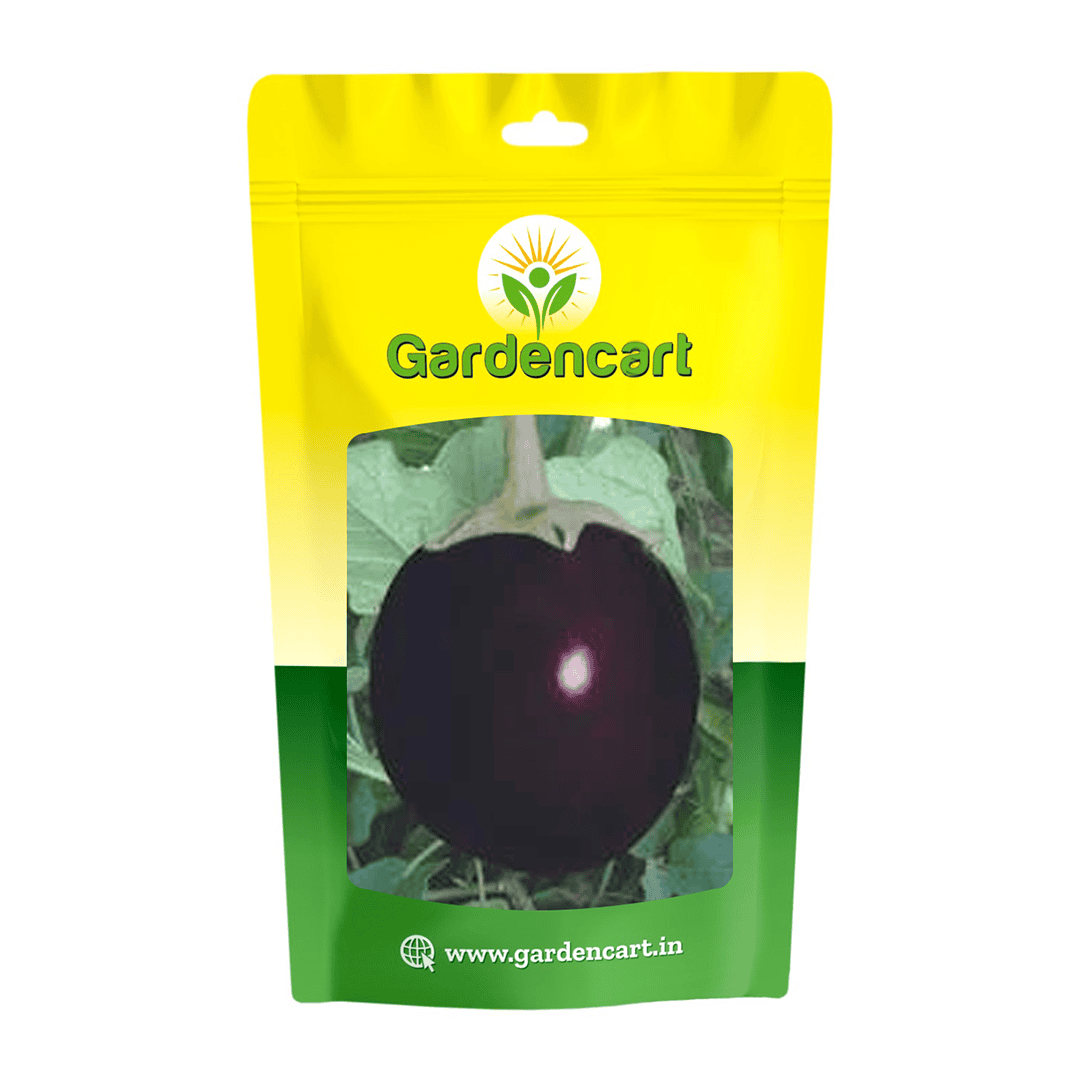 Brinjal Purple Round Seeds