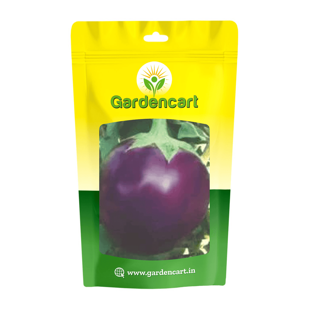 Hybrid Brinjal Round Mahesh Seeds