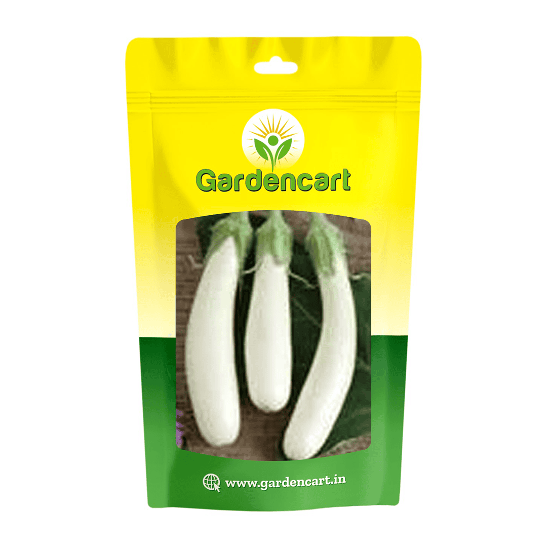 Brinjal White Long Seeds