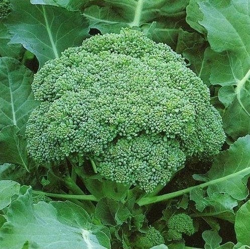 Broccoli Calaberese Seeds