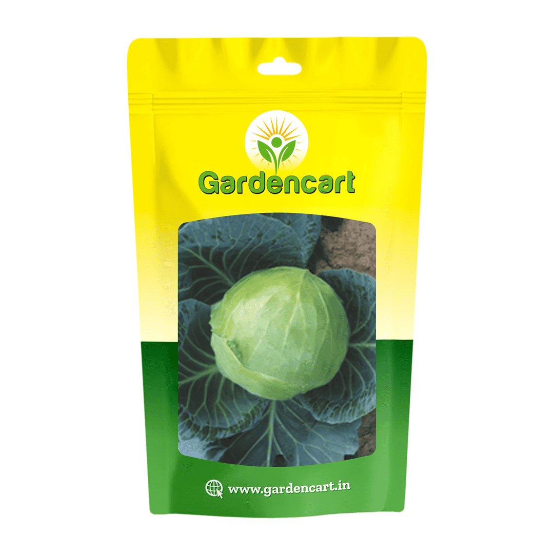 Hybrid Cabbage Stonex-55 Seeds