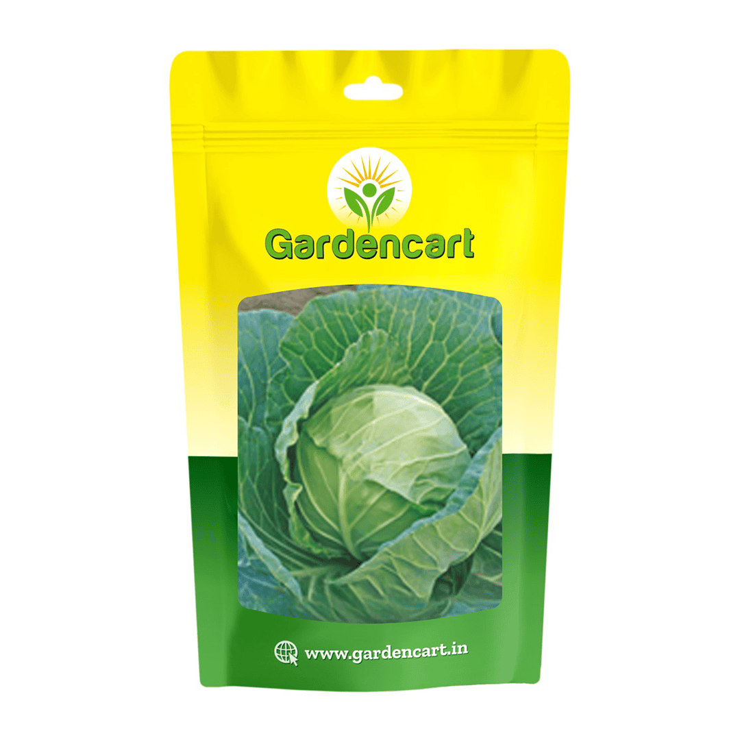 Cabbage Golden Acre Imported Seeds
