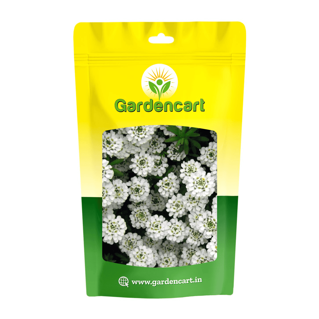 Candytuft White Seeds