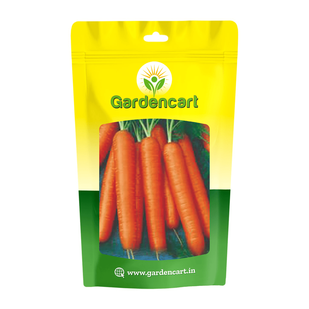 Hybrid Carrot Orange Beauty-909 Seeds