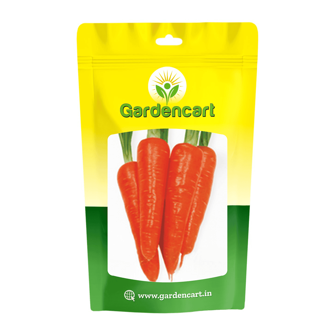 Carrot Orange New Kuroda Seeds