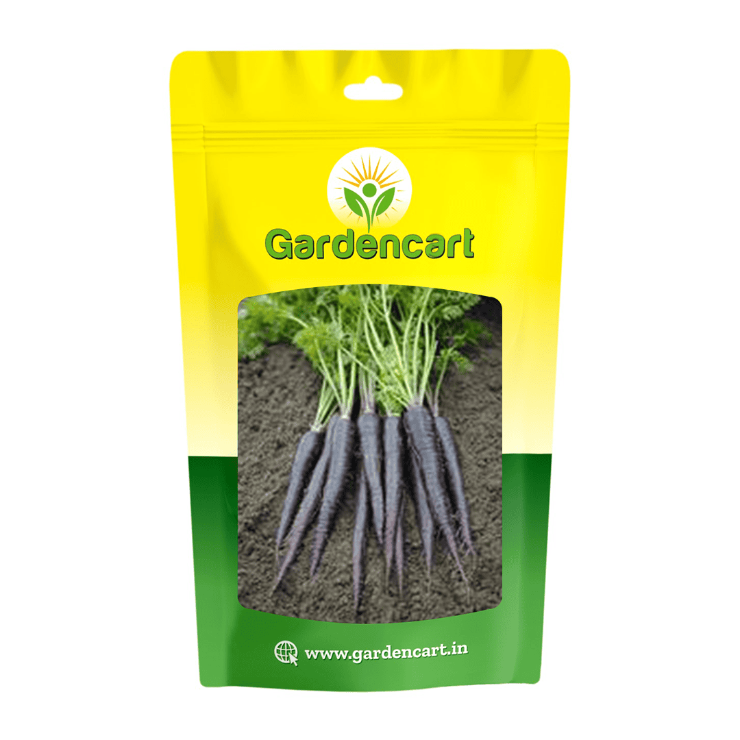 Carrot Purple Queen Seeds