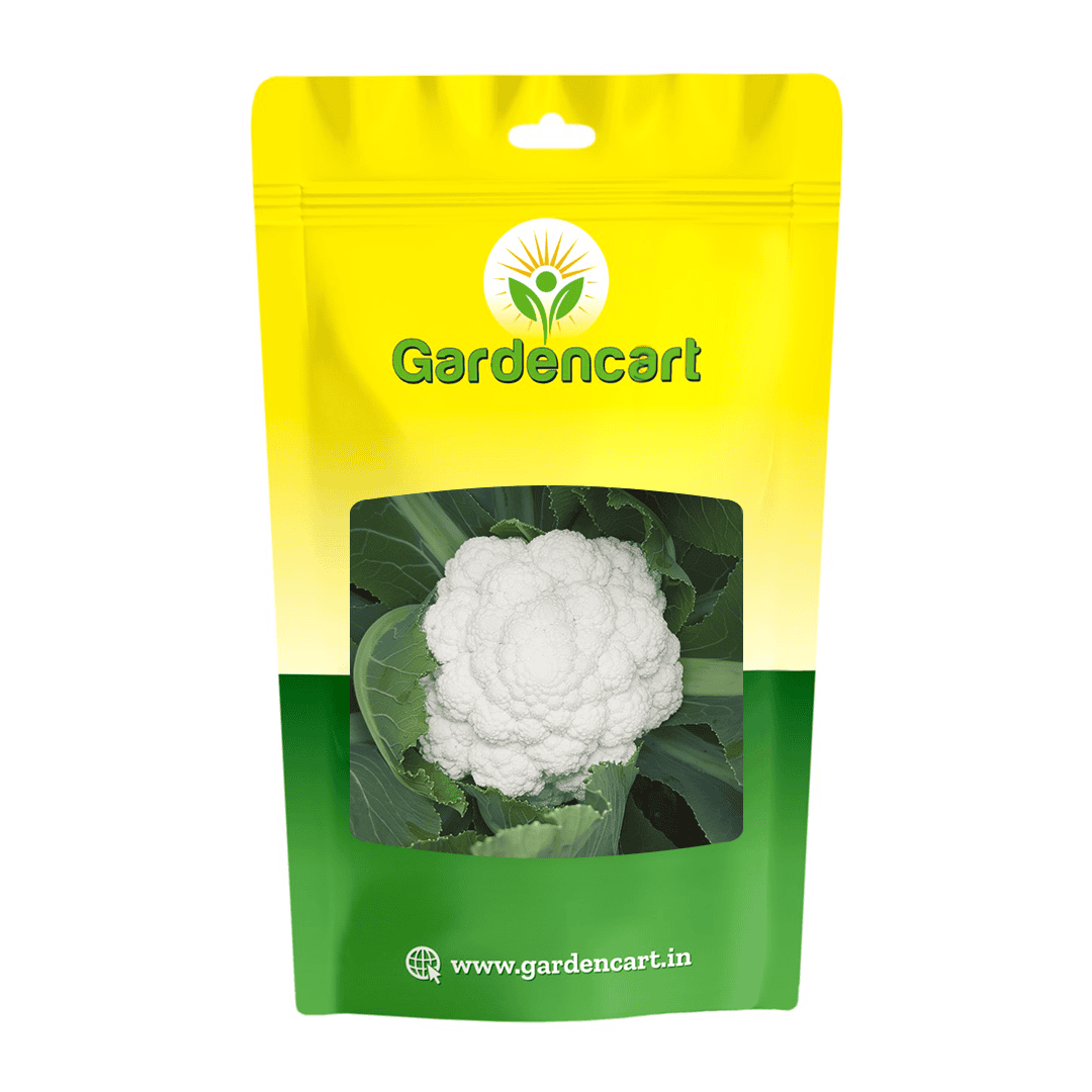 Hybrid Cauliflower for Rainy Season (Sub-Tropical)