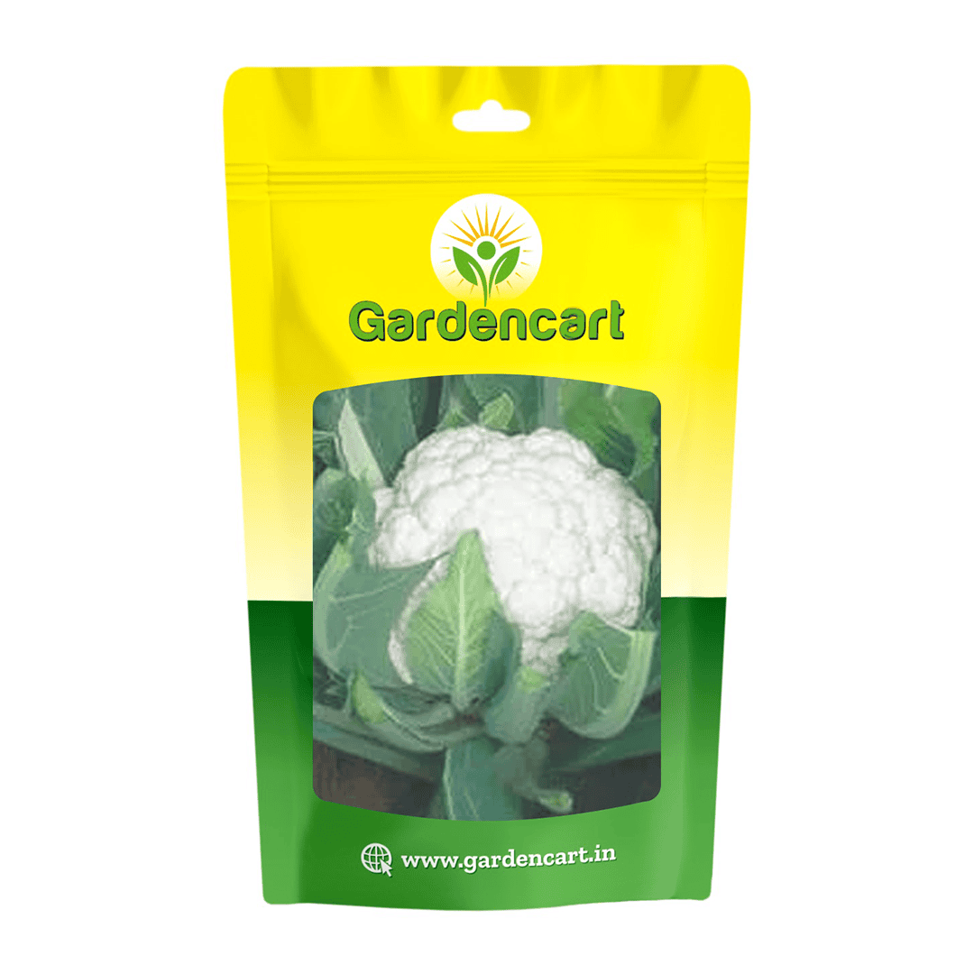 Hybrid Cauliflower for Winter Season (Temperate)