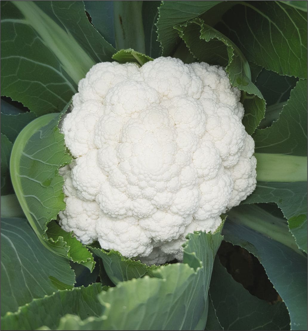Hybrid Cauliflower for Rainy Season (Sub-Tropical)