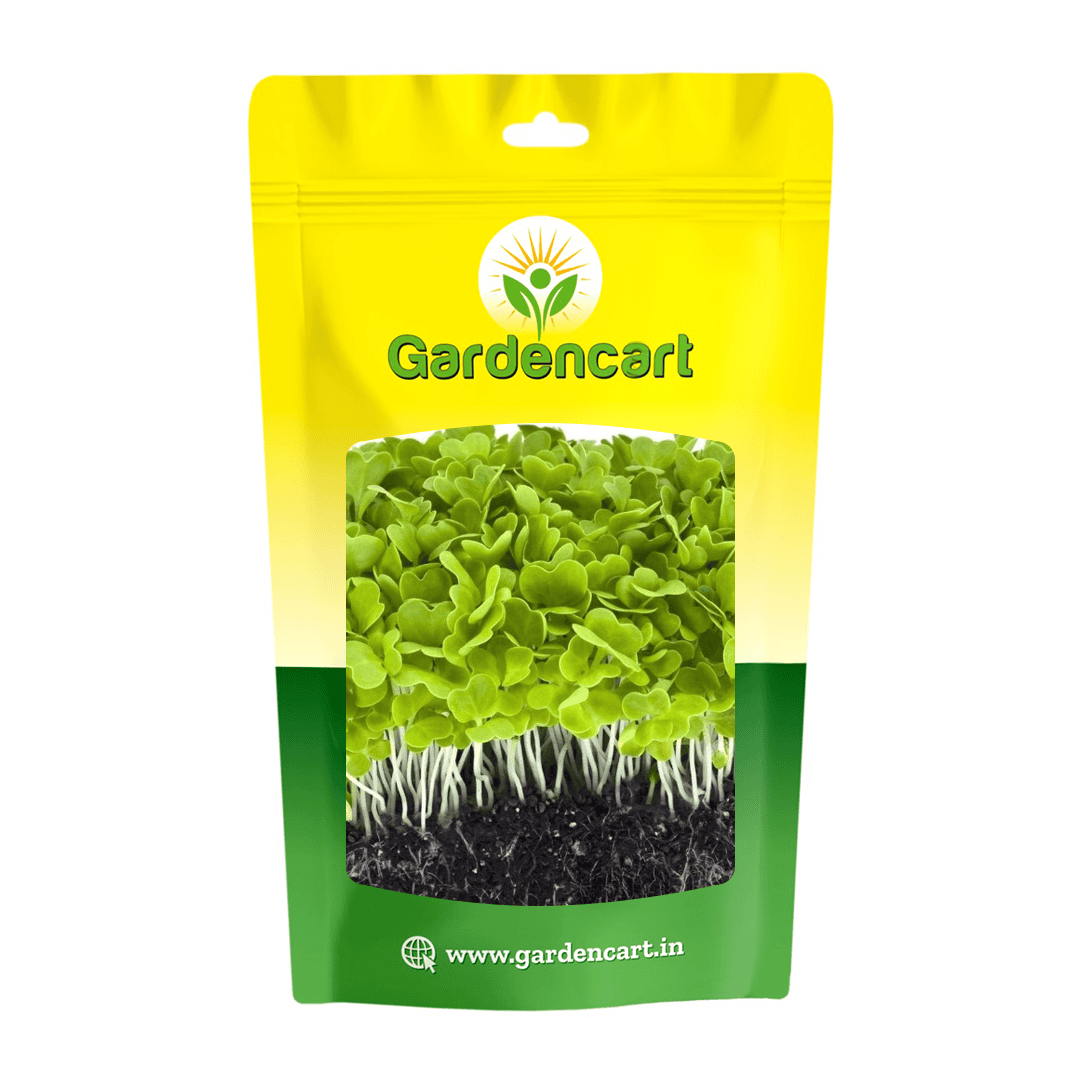 Chinese Cabbage Microgreen