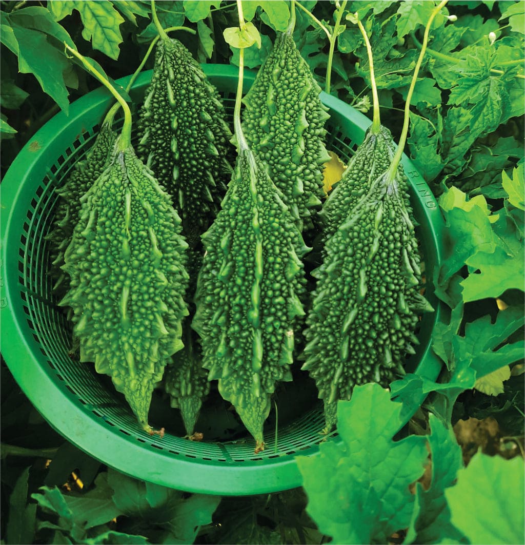Hybrid Bittergourd Chotu-212 Seeds