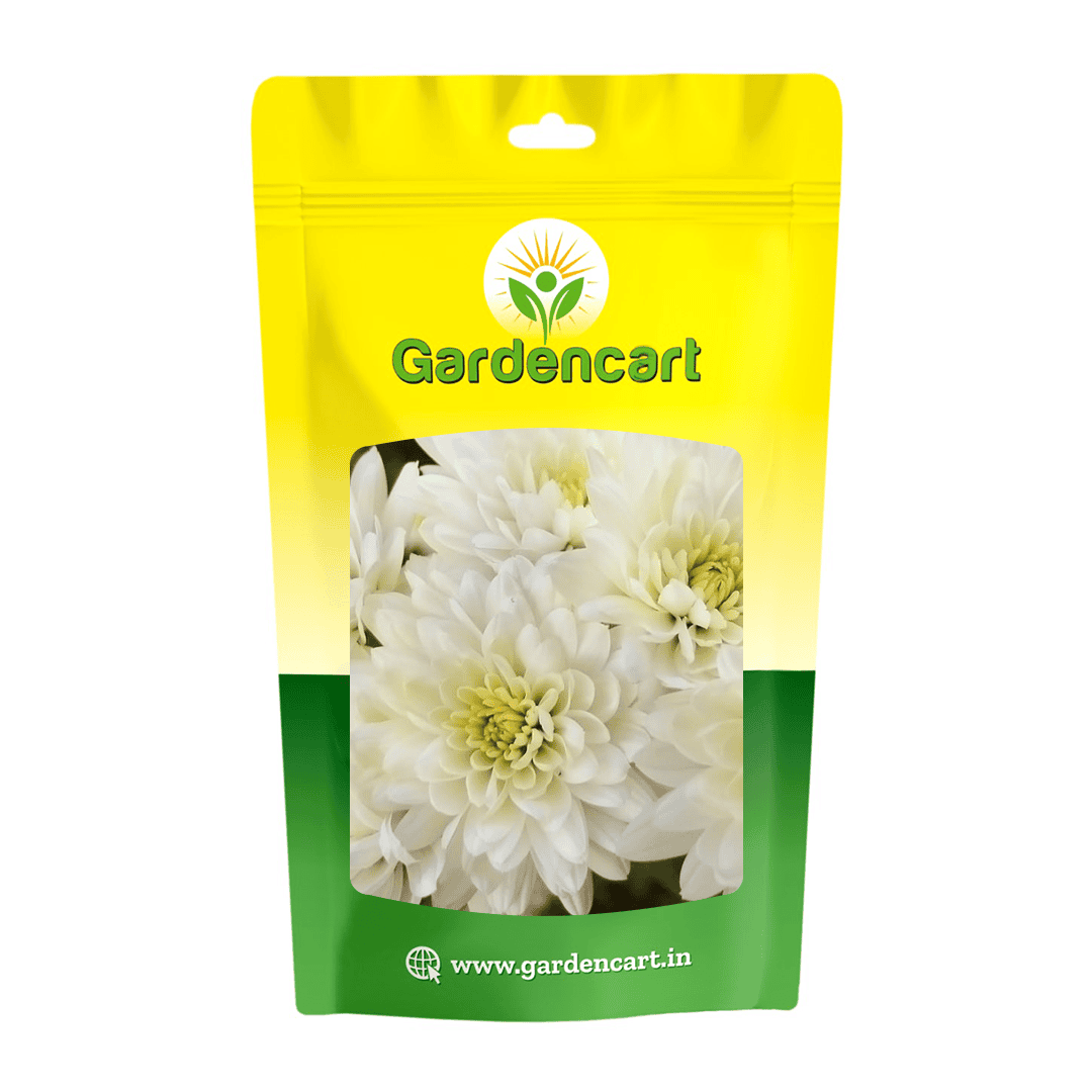 Chrysanthemum White Majestic Seeds