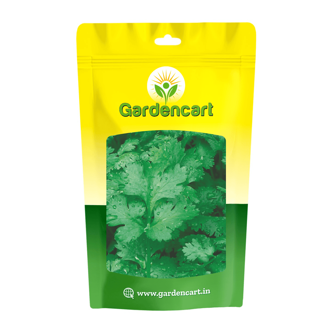 Coriander Winner Slo Bolting Broad Leaf Seeds