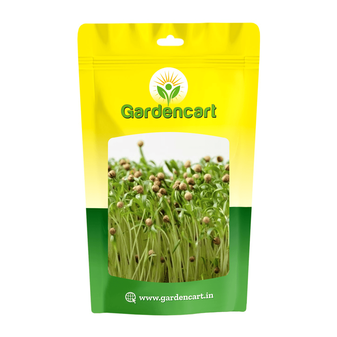 Coriander microgreens