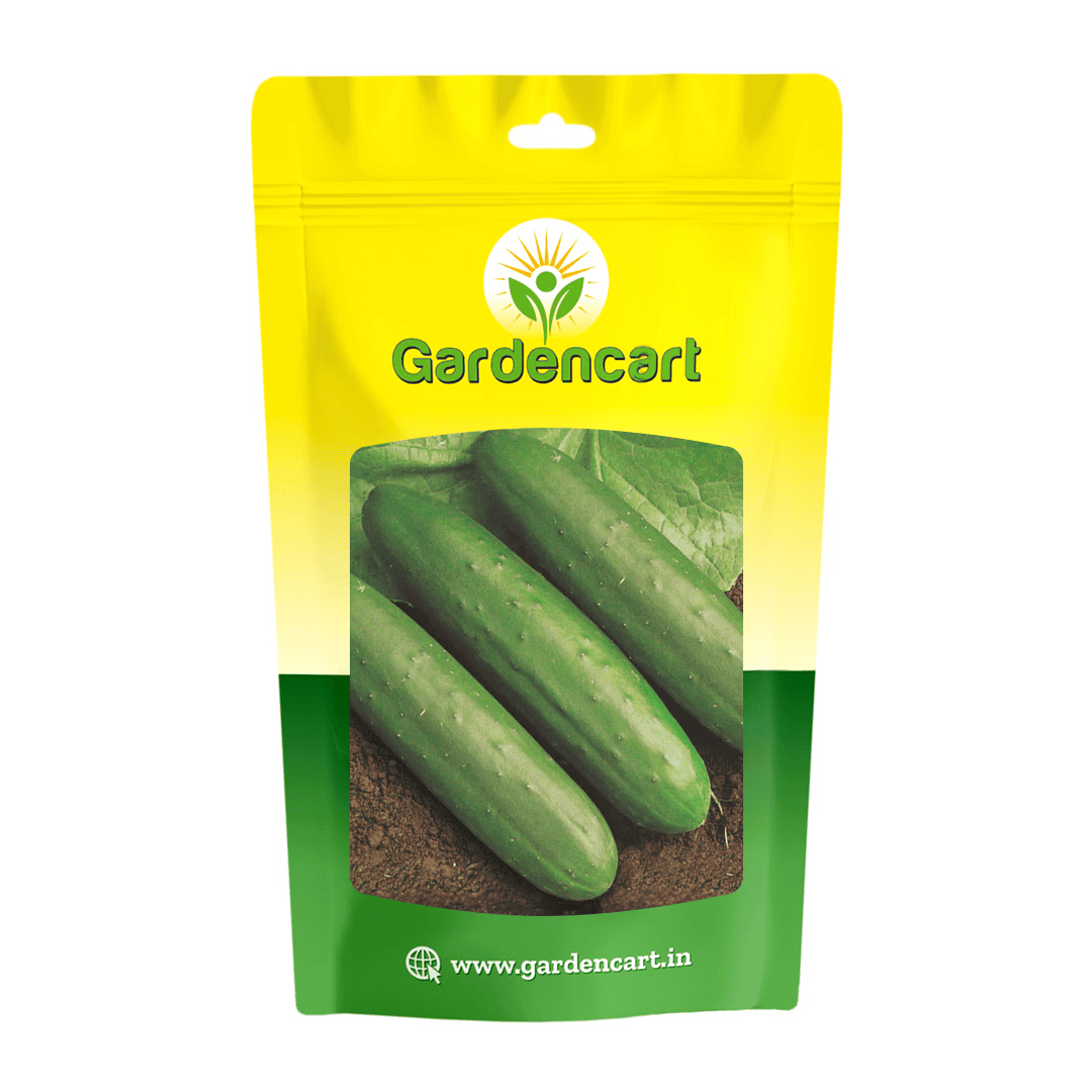 Cucumber American Slicer Seeds