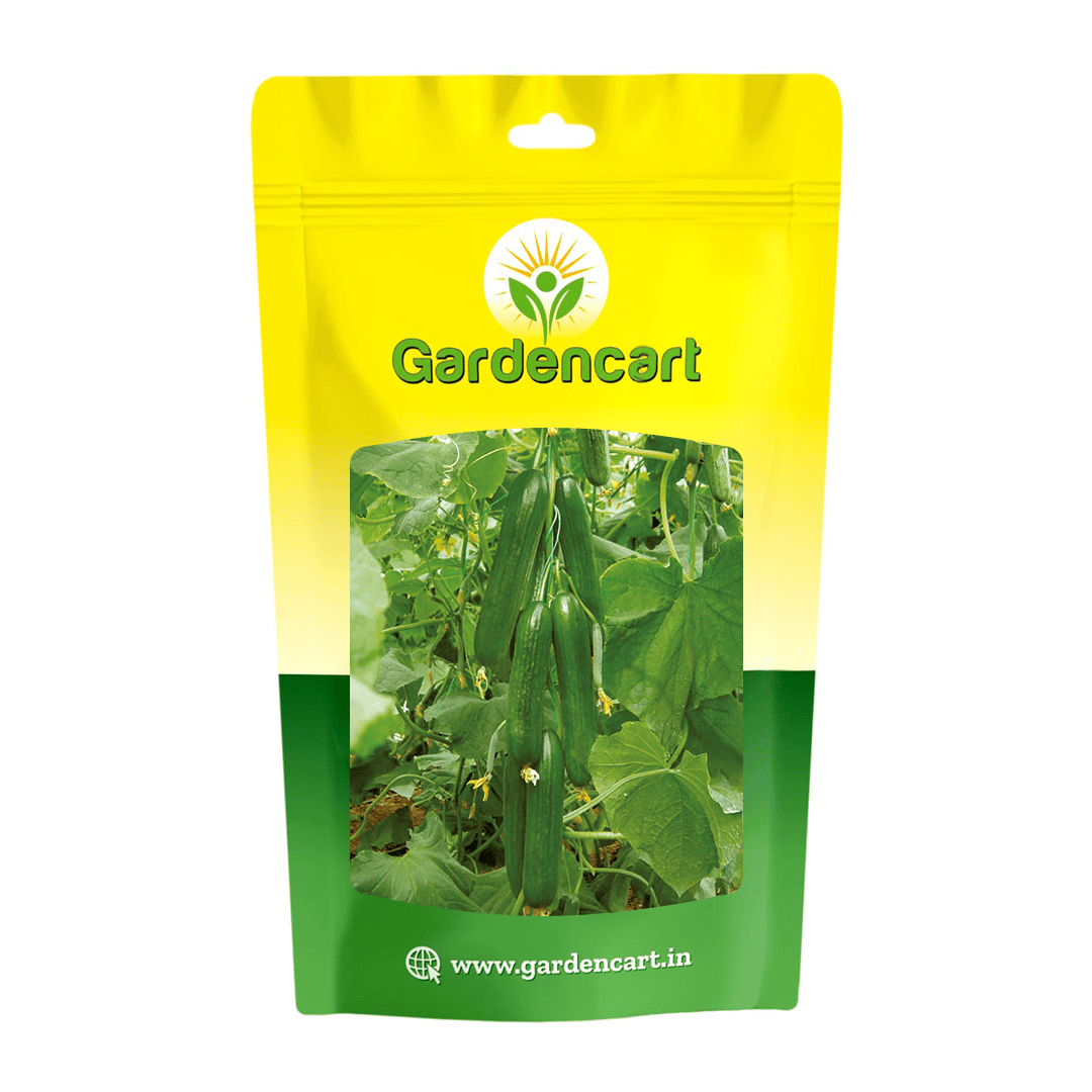 Hybrid Cucumber Seedless Seeds