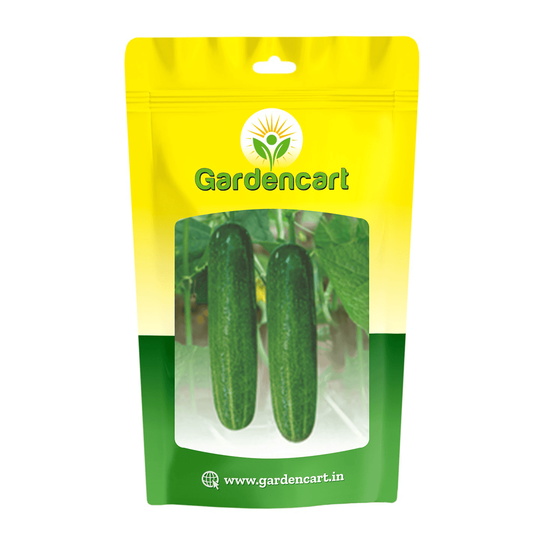 Hybrid Cucumber Sunny-85 Seeds
