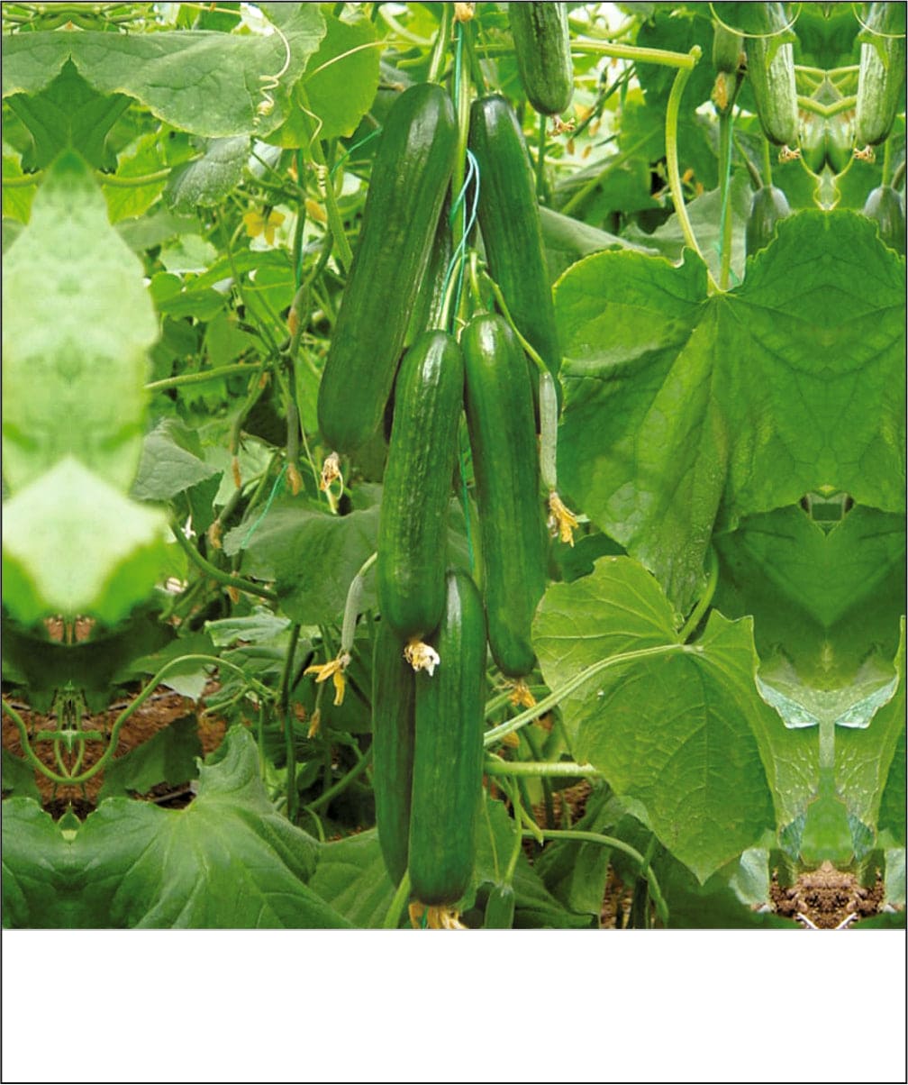 Hybrid Cucumber Seedless Seeds