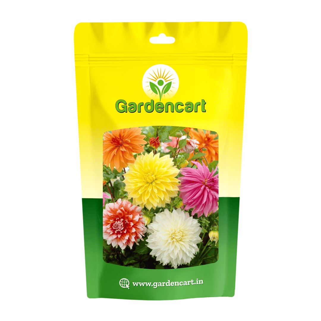 Dahlia Giant Colorful Mix Seeds