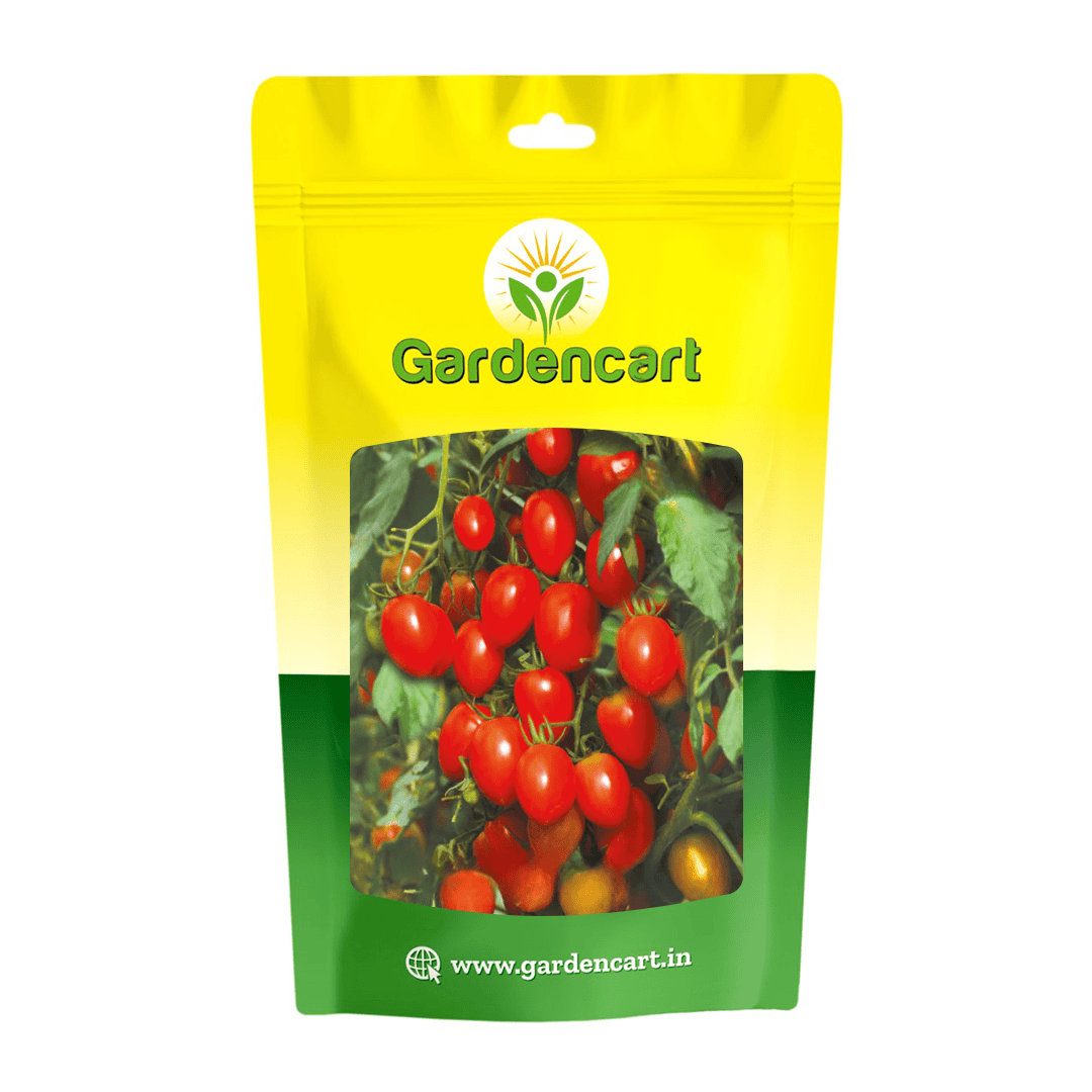F1 Hybrid Cherry Tomato Reb Oblong seeds