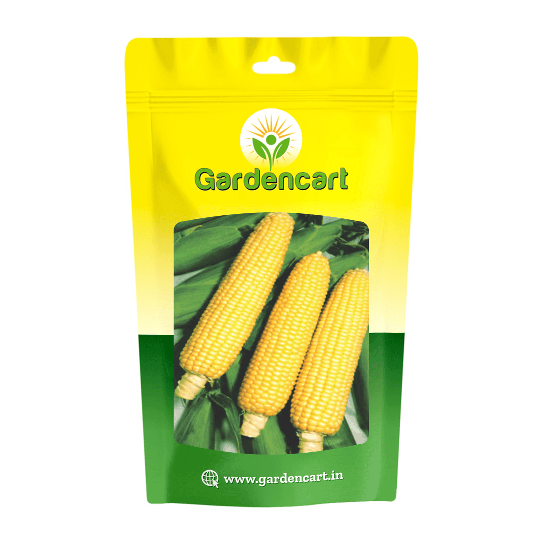 F1 Hybrid Sweet Corn Seeds