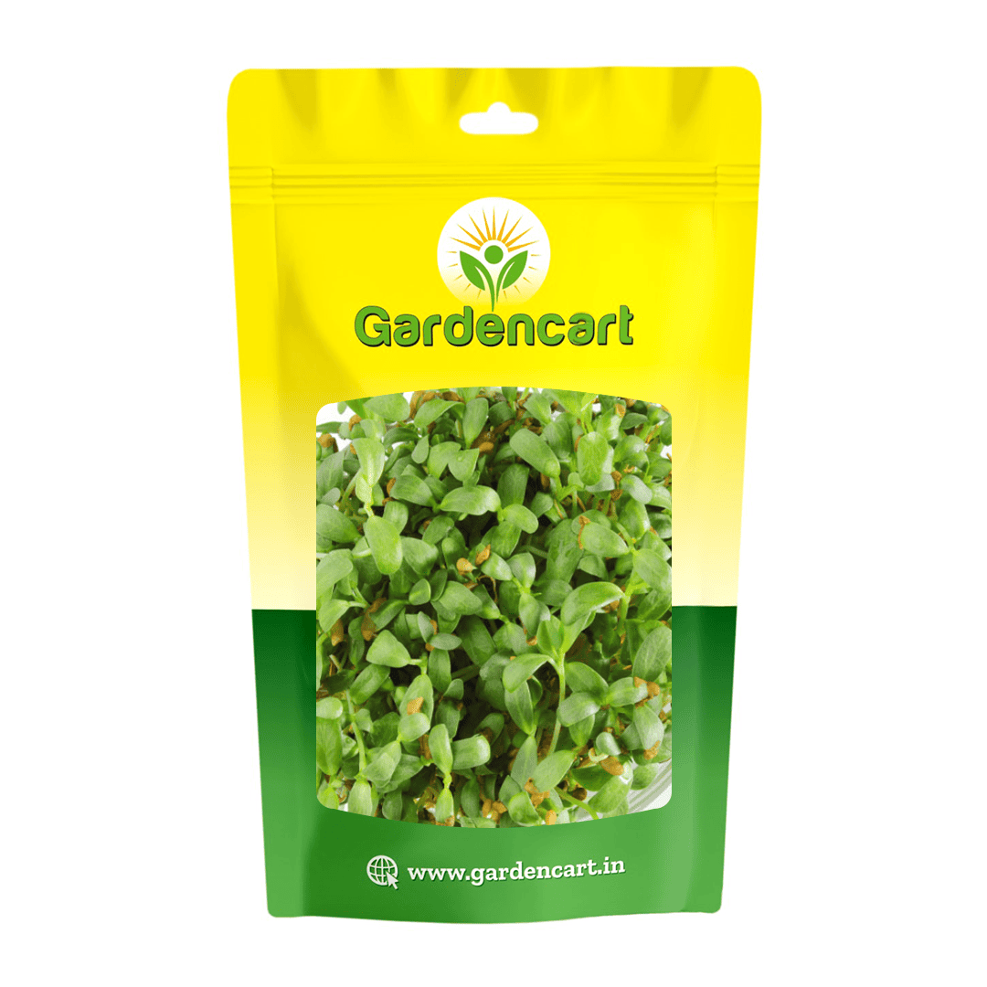 Fenugreek microgreens