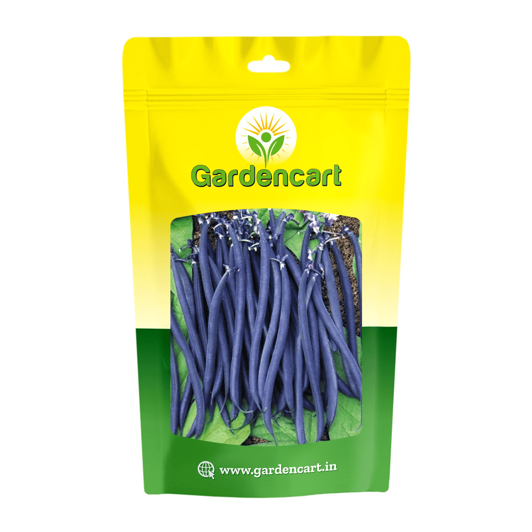 French Beans Purple Seeds