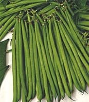 French Beans Anupama Seed