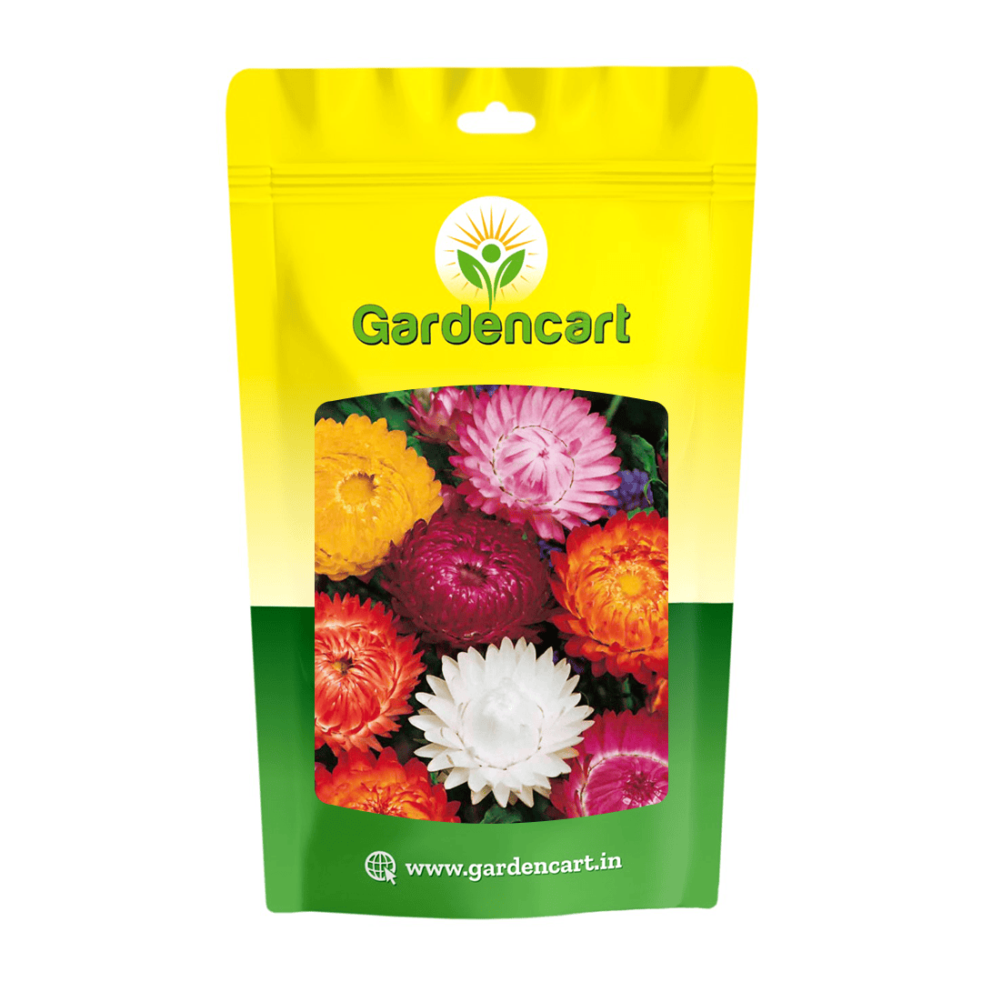 Helichrysum Mix Seeds