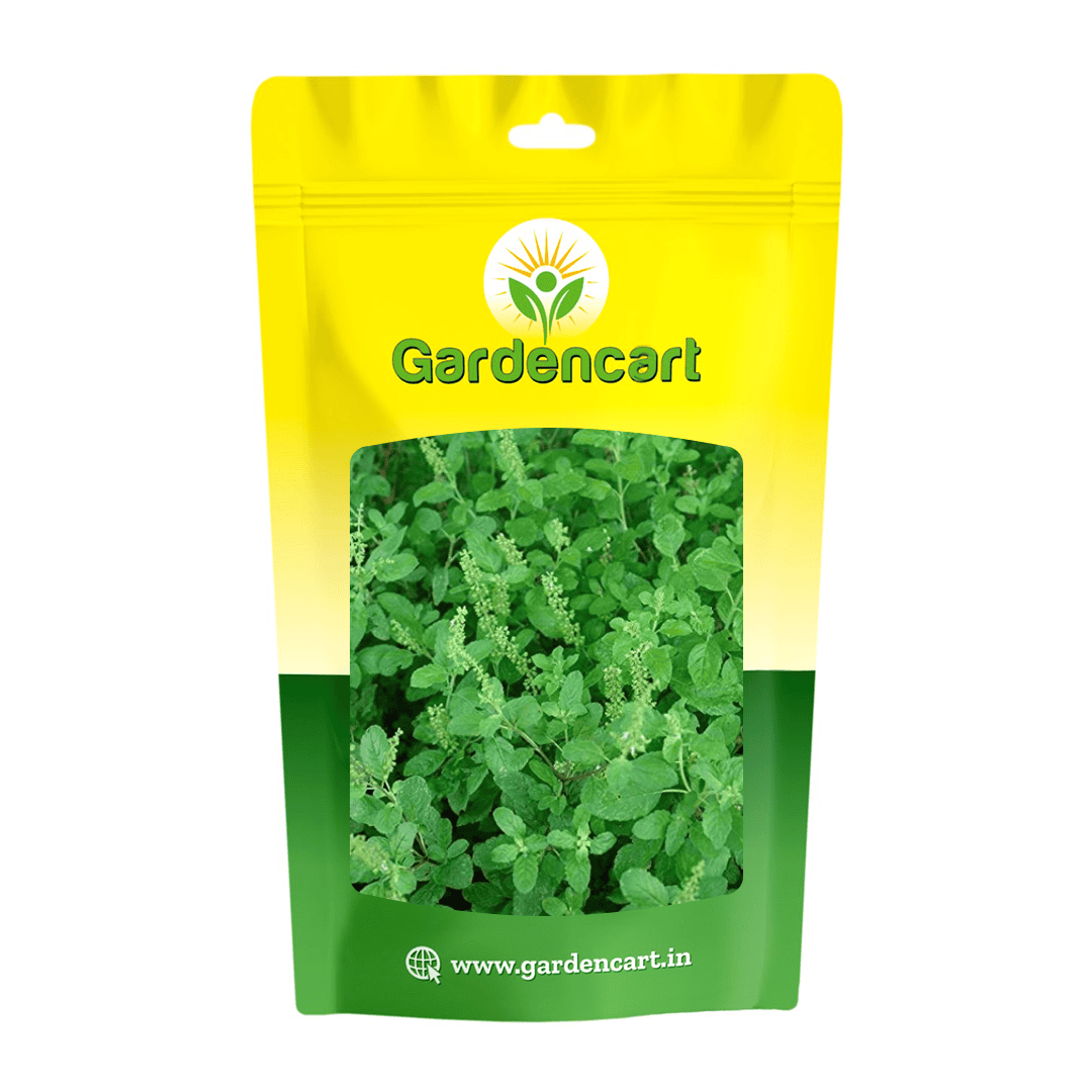 tulsi plant seeds Holy Basil (Tulsi) Seeds – gardencart.in